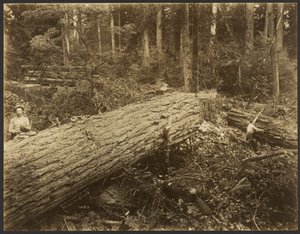 [Logging/ Timber Scene]