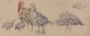 Studie av Turkiet av David Cox