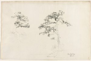 Pine, Lake George, 1871. av David Johnson