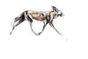 African Wild dog running, 2020 (krita och akvarell på papper)