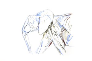 Afrikansk elefant, 2021 (krita på papper) av David Mayer