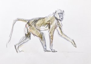 Babian, 2020 (akvarell och krita på papper) av David Mayer