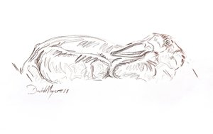 Brun hare liggande, 2012 (kontepastell på papper) av David Mayer
