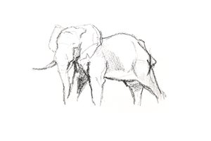 Bull Elephant, 2021 (krita på papper) av David Mayer