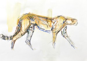 Cheetah, 2020 (krita och akvarell på papper)