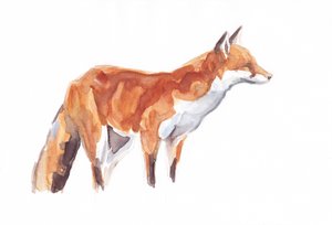 Fox, 2021 (krita och akvarell på papper)