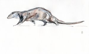 Otter running, 2022 (akvarell/krita på papper)