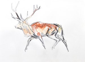 Red Deer Stag, 2020 (akvarell på papper)