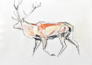 Red Deer Stag, 2020 (akvarell på papper) av David Mayer