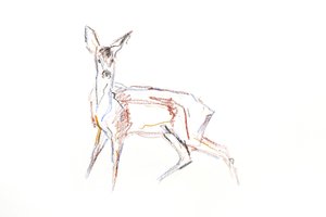 Roe Deer Young, 2021 (krita på papper) av David Mayer