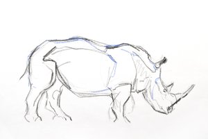 White Rhino, 2021 (krita och akvarell på papper) av David Mayer