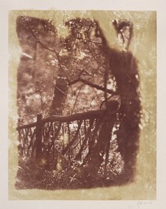 Staket och träd i Colinton Wood (saltpapperskopia från kalotypsnegativ) av David Octavius Hill
