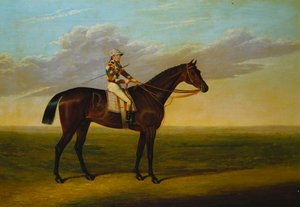 Mr Richard Watts Bay Racehorse "Rockingham" med Sam Darling uppe på en kapplöpningsbana