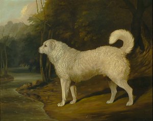 Porträtt av en hund, Ross