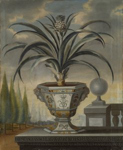 Ananasväxt, 1729 av David von Coln