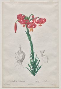 Lillium Pomponium (Turbanlilja), tallrik 7 från Les Liliacées av De Gouy