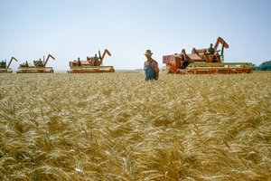 En lantbrukare går genom midjehögt vete medan skördetröskor kör bakom honom. Partridge, Kansas.