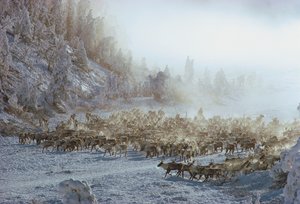 Ren, älg, caribou eller liknande flock av djur i snötäckt vinterlandskap, N...