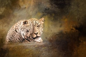 Ömhet i leopardfamiljen av Debbie Lefever