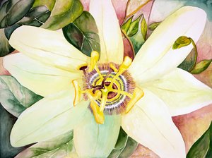 Passionsblomma, 2007 (akvarell) av Deborah Eve Alastra