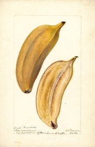 Bananer (Musa: Paradise) (toalett)
