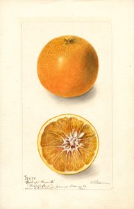 Apelsiner (Citrus sinensis: Biskopens favorit) (akvarell)