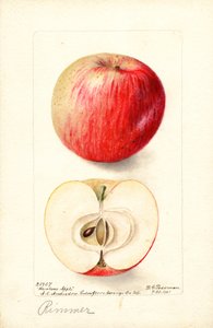 Rimmer-äpplen (Malus domestica) (akvarell)