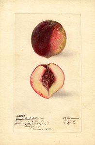 Sport Persika Nektarin (Prunus persica) (akvarell)
