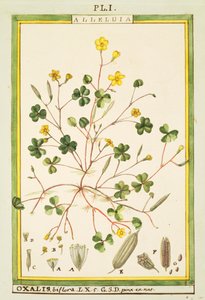 Bermuda smörblomma (Oxalis biflora eller pes-caprae), akvarell av Delahaye