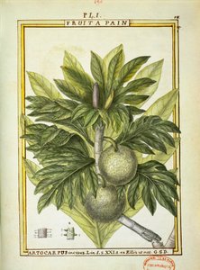 Brödfrukt (Artocarpus altilis), akvarell av Delahaye