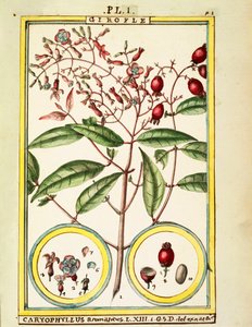 Kryddnejlika (Caryophyllus Aromaticus), akvarell av Delahaye