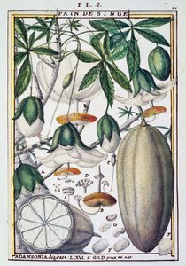 Frukter och blommor av baobabträd (Adansonia digitata) av Delahaye, från Florindie eller Historie physico-economic des Vegetaux de la Torride