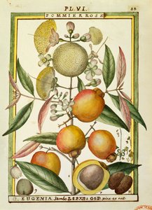 Malabar plommon eller rosäpple (Eugenia Jambos eller Syzygium Jambos), akvarell av Delahaye