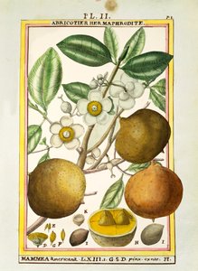 Mammee-äpple (Mammea americana), akvarell av Delahaye