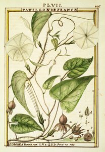 Månblomma eller månranka (Ipomoea Alba), akvarell av Delahaye