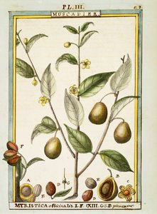 Muskotnöt (Myristica fragrans eller officinalis), akvarell av Delahaye