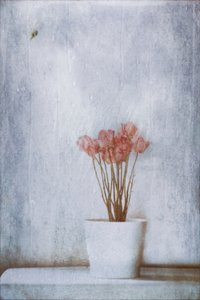 Ömtåliga torkade blommor av Delphine Devos