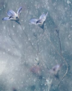 Drömlika blå blommor