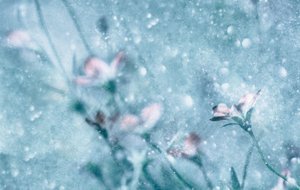 Drömlika blå blommor av Delphine Devos
