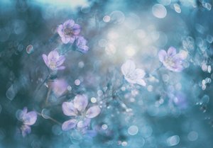 Drömlika blommor med bokeh-effekt av Delphine Devos