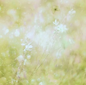 Drömlika pastellfärgade blommor av Delphine Devos