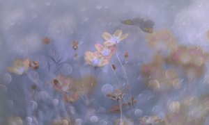 Drömlika pastellfärgade blommor av Delphine Devos