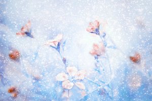 Drömlika vinterblommor av Delphine Devos