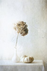  av Delphine Devos