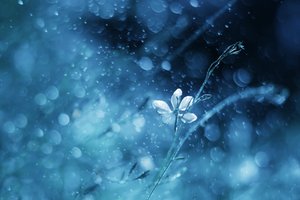 Eterisk blå blomma av Delphine Devos