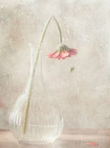 En bleknande rosa blomma av Delphine Devos