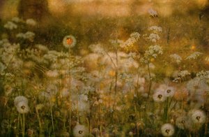 Golden Meadow-nyckelpigan av Delphine Devos