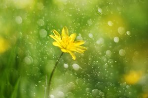 Morgondaggblomma av Delphine Devos