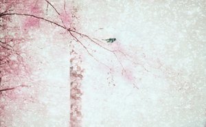 Fågel med rosa blommor