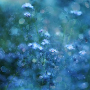 Mjukt blåa blommor med bokeh-effekt av Delphine Devos